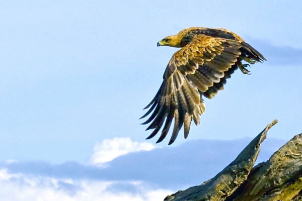 Click here to view Bird of Prey by Jack Wickes 