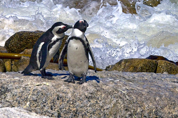 Click here to view Penguins 2 by Jack Wickes 