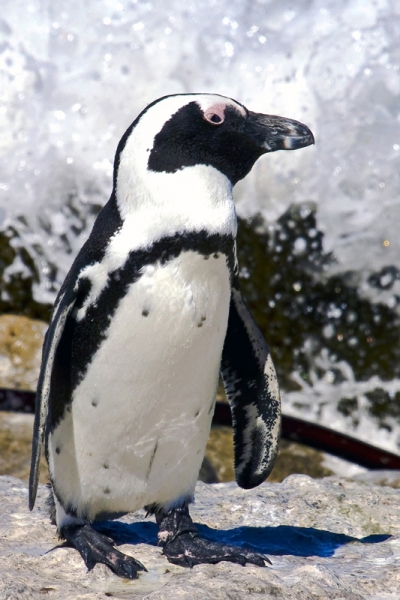 Click here to view Penguin on a Rock by Jack Wickes 