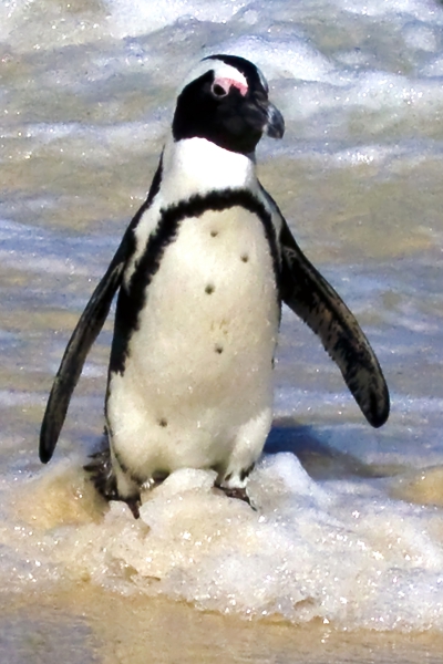 Click here to view Penguin 0ut of the Surf by Jack Wickes 