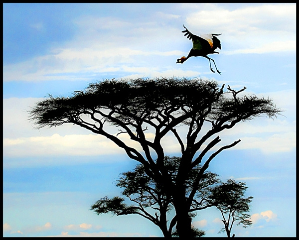 Click here to view Crane over Tanzania by Jack Wickes 