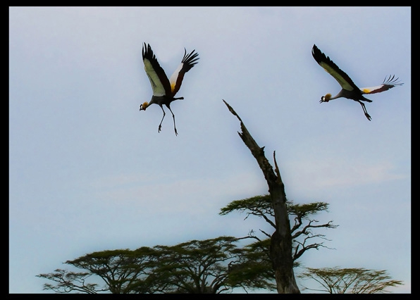 Click here to view Cranes over Tanzania by Jack Wickes 