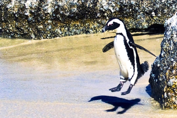 Click here to view Penguin Jumping by Jack Wickes 