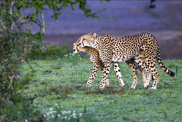 Click here to view Two Cheetahs by Jack Wickes 
