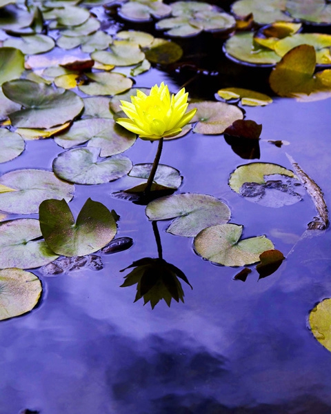 Click here to view Flower in the Fountain by Jack Wickes 