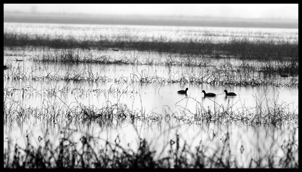 Click here to view Goose Pond-----Misty Day by Jack Wickes 
