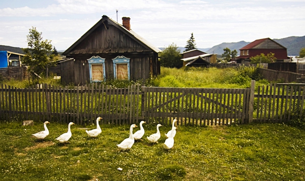 Click here to view Ducks at the Gate by Jack Wickes 