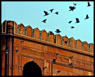 Click here to view Birds at the Mosque, Delhi India by Jack Wickes 