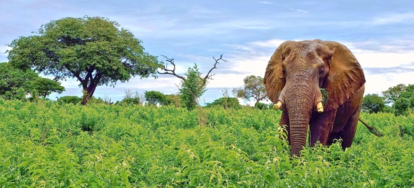 Click here to view Elephant--Broken Tusk by Jack Wickes 