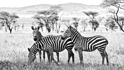 Click here to view Zebras Three by Jack Wickes 