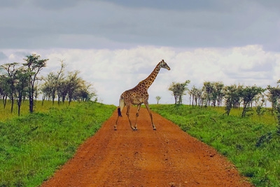 Click here to view Giraffe Crossing by Jack Wickes 