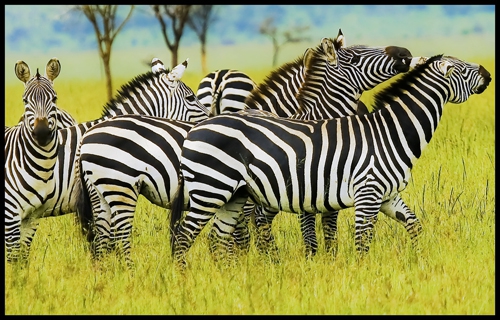 Click here to view Zebras by Jack Wickes 