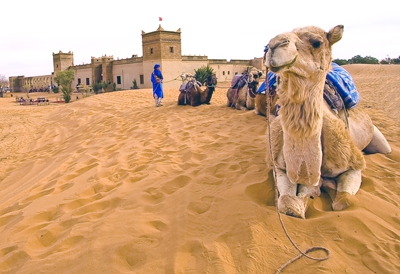 Click here to view A Camel Waits by Jack Wickes 