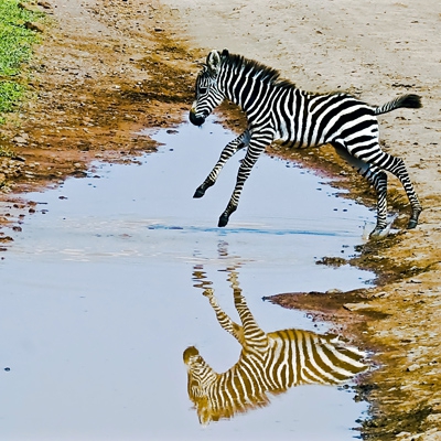 Click here to view A Zebra's Reflection by Jack Wickes 
