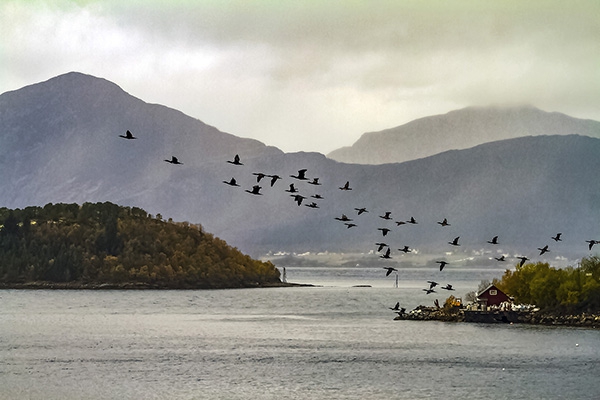 Click here to view Silver Flight by Jack Wickes 