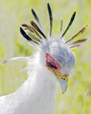 Click here to view secretary bird by Jack Wickes 