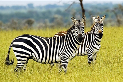 Click here to view zebras in grass by Jack Wickes 