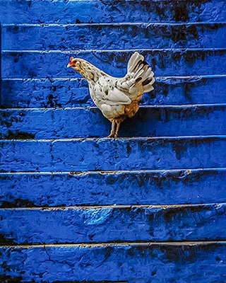 Click here to view Chicken Blue by Jack Wickes 
