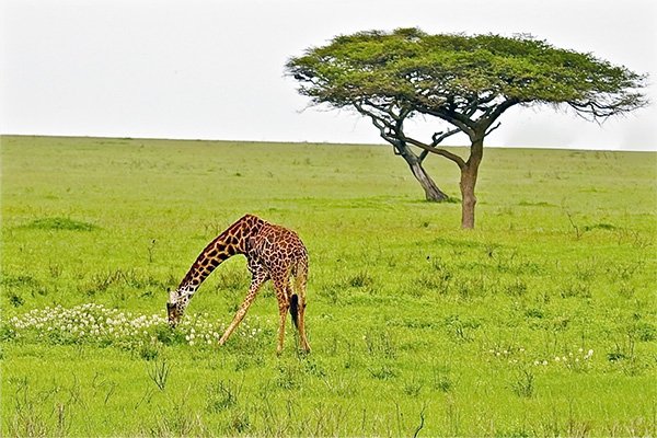 Click here to view graceful nibbler by Jack Wickes 