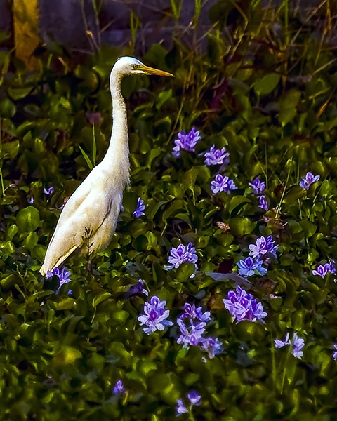 Click here to view Heron Amongst the Flowers by Jack Wickes 