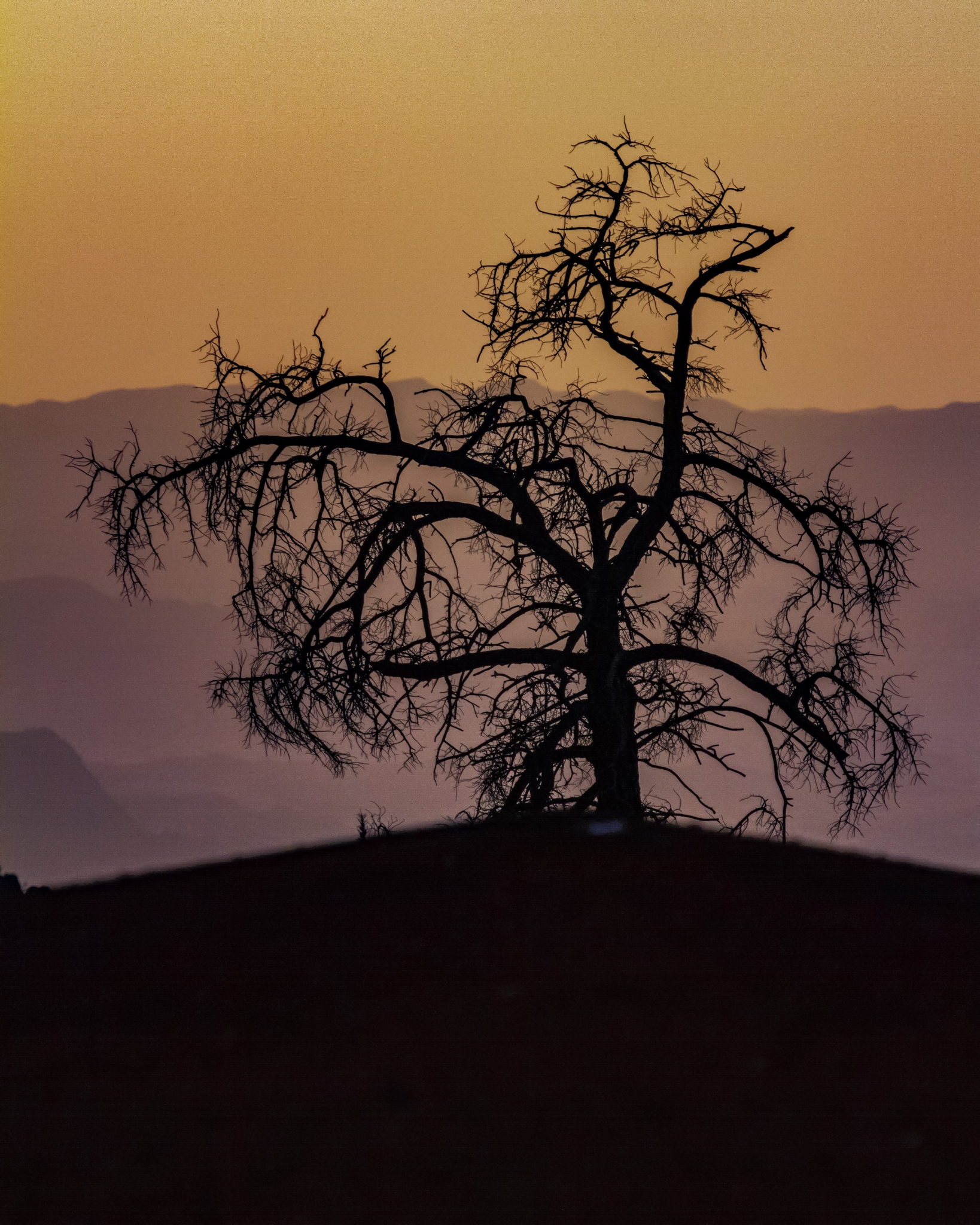 Click here to view He Who Plants a Tree Plants a Hope by Jack Wickes 