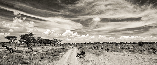 Click here to view Wandering the Serengeti by Jack Wickes 
