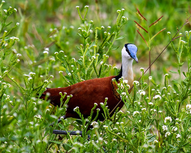 Click here to view African Jacana by Jack Wickes 