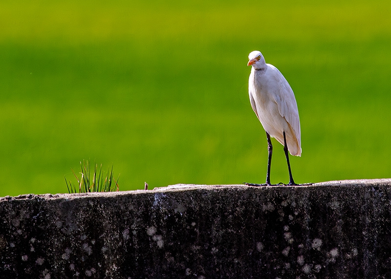 Click here to view Wall Bird by Jack Wickes 